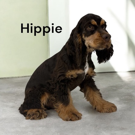 puppy, for, sale, Cocker Spaniel, Joe & Cherri  Overlease, dog, breeder, Miller, MO, dog-breeder, puppy-for-sale, forsale, nearby, find, puppyfind, locator, puppylocator, aca